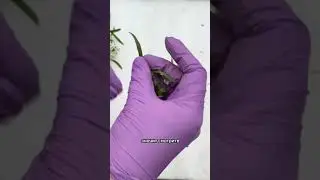 Черенкование алиссума🌿