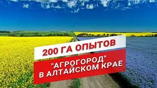 Лен масличный, соя, рапс, горох | Полные схемы защиты | Маржинальные культуры 2024 | Агрогород Шанс