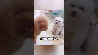 Этот пёс очень хитер 