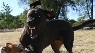 Bruno (and Lolli)