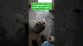 Cachorro vidente super fofo 5 #petlovers #br #viral