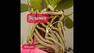 ПОЧЕМУ У ОРХИДЕИ БЕЛЫЕ КОРНИ?