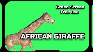 GIRAFFE video Green Screen animation. CHROMAKEY FOOTAGE on the green screen.