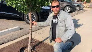 Parking Lot Tree Rescue – Outdoors with Trav