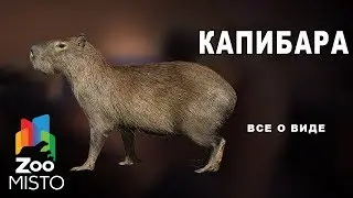 Капибара - Все о млекопитающем |  Млекопитающее капибара