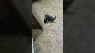 мелкие игруны