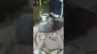 головы на завтрак