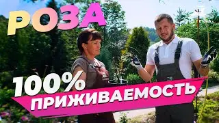 НЕ СПЕШИТЕ ВЫСАЖИВАТЬ! ПОСАДКА РОЗЫ ИЗ ГОРШКА В ГРУНТ. 100% ПРИЖИВАЕМОСТЬ