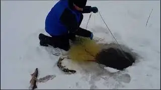 Проверка налима 2