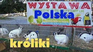 Выставка кроликов голубей и кур в Польше/Wystawa Polska kroliki, Rtakow
