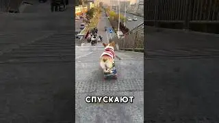 Реакция собаки на высоту 