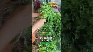 Daun Ketumbar Kaya Manfaat