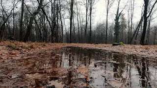 Drizzle In The Woods