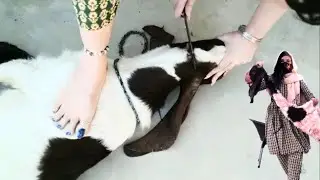 Goat ready for slaughter by girl