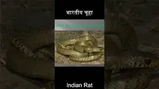 Rat Snake and Common Trinket Snake: Educational Wildlife Short #snake #ratsnake #commoontrinketsnake