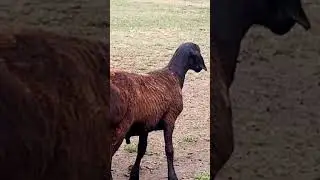 Гиссарский баранчик возраст 7месяцев👍