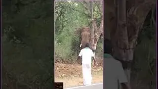 Funny Drunken Man from India try to scare wild Elephant😅 