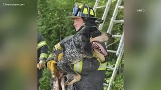 Blue tick hound chases cat up tree, rescued by firefighters