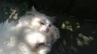 Кошачий футбол. В Добрые ручки котята Сочи. Адлер. Приют для кошек. 89182070046