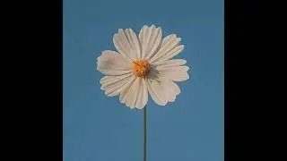 [FREE] CLAIRO x BEDROOM POP x INDIE TYPE BEAT | 