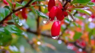 Флейта Сякухати – Дождь