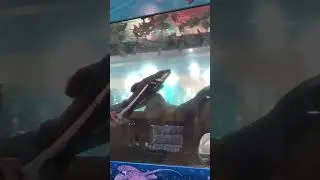 ТЦ Гранд. Аквариум.