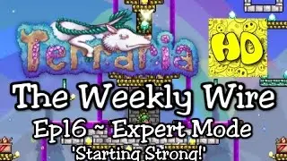 Terraria The Weekly Wire Ep16 | Expert Mode Strong Start Guide | 1.3 tutorials
