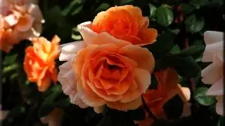 Канал самых лучших русских новинок и фото 2015