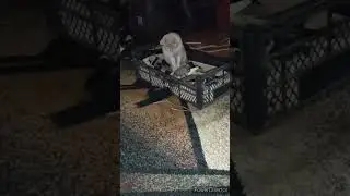 Славянск.04.07.24. Наглый попугай 😼funny parrot and kittens