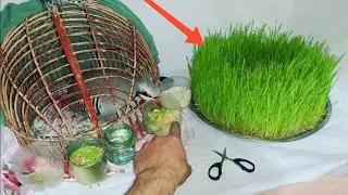 Тарзи МАСТ кардани Кабк барои ШИКОР Чихел бояд Таёр кард! 2021 Keklik sesi  Partridge Chukar که و