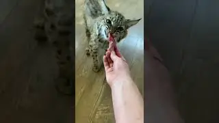 Мужчина думал, что спасает кота, а это оказался...