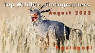 Wildlife photo competition selection August 2022 kgalagadi photo competition