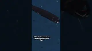 Ultra-black camouflage keeps these fishes hidden in the wide open darkness🖤