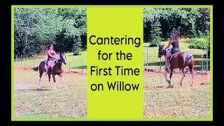 Cantering on Willow for the first time! | Elena Angel #horsetraining #horse #quarterhorse