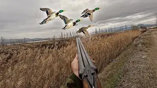 Sabah Parlama Ördek avı rüya gibi kaçışlar  Duck Hunting