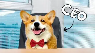 Hammy Takes Over a Business for a Day!