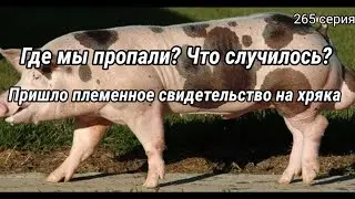 Хряк класса элит пьетрен /макстер с племенным свидетельством наши мечты или реальность?