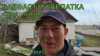 БАКФАСТ и КАРПАТКА какая разница 🐝☝️✍️