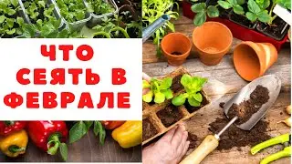 Что сеять в феврале на рассаду Не посеешь в феврале  не пожнешь ранний  урожай и пышное цветение
