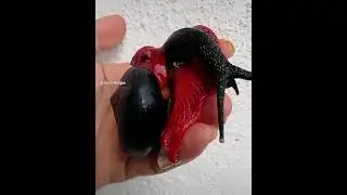 Прекрасные творения Бога!!!