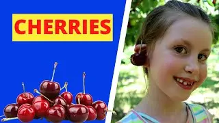 Visiting Cherry Farm in Okanagan Valley | Best cherries