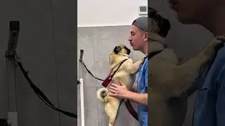 🐶ЧУБА, ГРУТ И МЭРИЛИН В ГРУМИНГ-САЛОНЕ 