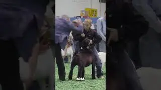 Он чемпион! 😲    #short