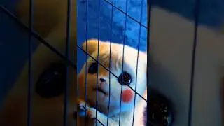 cute pikachoo||||