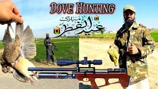 Dove And Pigeon Hunting in Pakistan 2023.2024 | QS mk3 bt | Air Gun Hunting | FX impact m4
