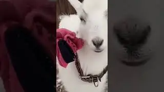 КРАСОТКА 