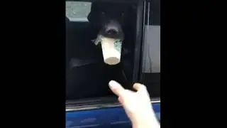 Давай, мы с хозяином съедим!