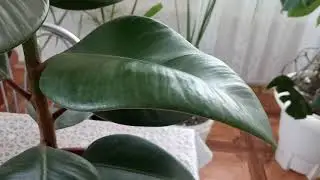 Комнатные цветы.Обзор новинок.