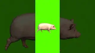 Green Screen Pig Walking | Green Screen Cartoon | 