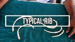 Typical Rib